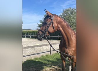 Deutsches Sportpferd, Stute, 11 Jahre, 173 cm, Brauner