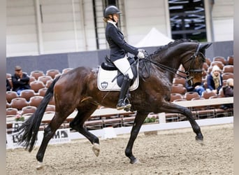 Deutsches Sportpferd, Stute, 11 Jahre, 173 cm, Dunkelbrauner
