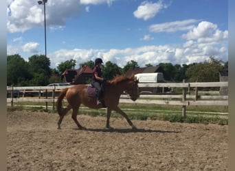 Deutsches Sportpferd, Stute, 11 Jahre, 174 cm, Fuchs