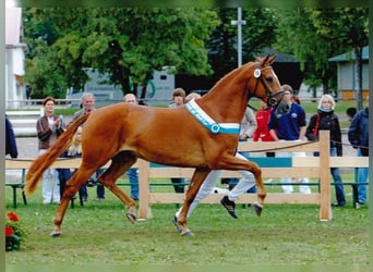 Deutsches Sportpferd, Stute, 11 Jahre, 174 cm, Fuchs