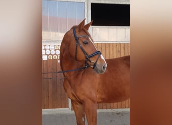 Deutsches Sportpferd, Stute, 11 Jahre, 174 cm, Fuchs