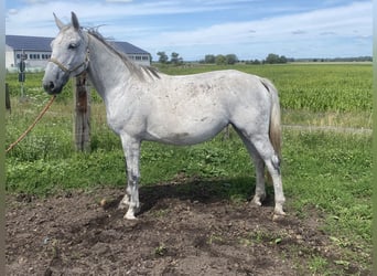 Deutsches Sportpferd, Stute, 11 Jahre, 174 cm, Schimmel