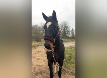 Deutsches Sportpferd, Stute, 11 Jahre, 174 cm