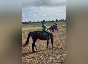 Deutsches Sportpferd, Stute, 11 Jahre, 175 cm, Brauner