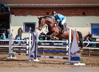 Deutsches Sportpferd, Stute, 11 Jahre, 175 cm, Brauner
