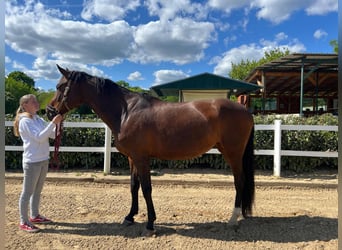 Deutsches Sportpferd, Stute, 11 Jahre, 175 cm, Brauner