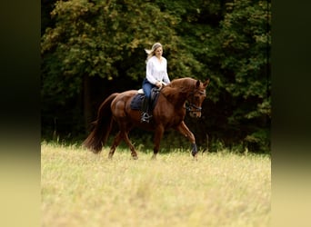 Deutsches Sportpferd, Stute, 11 Jahre, 175 cm, Dunkelfuchs