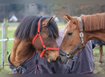 Deutsches Sportpferd, Stute, 11 Jahre