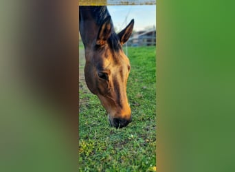 Deutsches Sportpferd, Stute, 11 Jahre, Dunkelbrauner