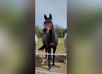 Deutsches Sportpferd, Stute, 11 Jahre, Dunkelbrauner
