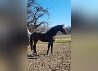 Deutsches Sportpferd, Stute, 11 Jahre, Dunkelbrauner