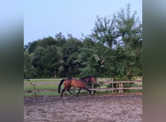 Deutsches Sportpferd, Stute, 11 Jahre, Dunkelbrauner