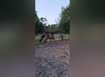 Deutsches Sportpferd, Stute, 11 Jahre, Dunkelbrauner