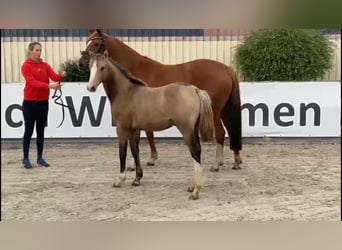 Deutsches Sportpferd, Stute, 12 Jahre, 155 cm, Fuchs