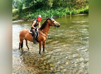 Deutsches Sportpferd, Stute, 12 Jahre, 160 cm, Brauner