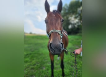 Deutsches Sportpferd, Stute, 12 Jahre, 160 cm, Brauner
