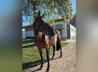 Deutsches Sportpferd, Stute, 12 Jahre, 163 cm, Brauner