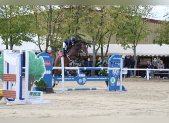 Deutsches Sportpferd, Stute, 12 Jahre, 163 cm, Brauner