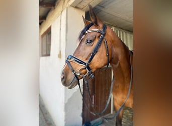 Deutsches Sportpferd, Stute, 12 Jahre, 163 cm, Brauner