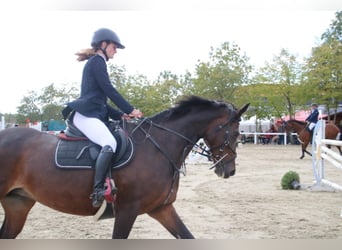 Deutsches Sportpferd, Stute, 12 Jahre, 163 cm, Brauner