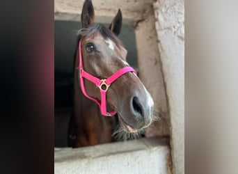 Deutsches Sportpferd, Stute, 12 Jahre, 163 cm, Brauner