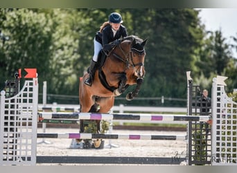 Deutsches Sportpferd, Stute, 12 Jahre, 164 cm, Dunkelbrauner