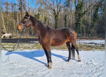 Deutsches Sportpferd, Stute, 12 Jahre, 164 cm, Dunkelbrauner