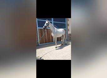 Deutsches Sportpferd, Stute, 12 Jahre, 164 cm, Schimmel