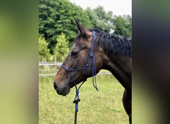 Deutsches Sportpferd, Stute, 12 Jahre, 165 cm, Brauner