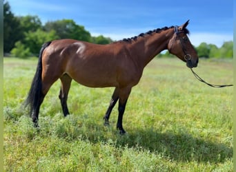 Deutsches Sportpferd, Stute, 12 Jahre, 165 cm, Brauner