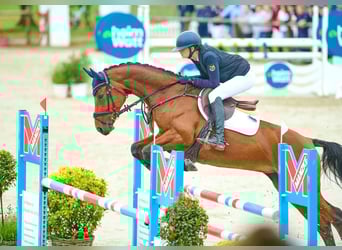 Deutsches Sportpferd, Stute, 12 Jahre, 165 cm, Brauner