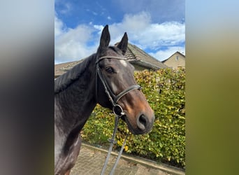 Deutsches Sportpferd, Stute, 12 Jahre, 165 cm, Dunkelbrauner Deutsches Sportpferd, Stute, 12 Jahre, 165 cm, Dunkelbrauner