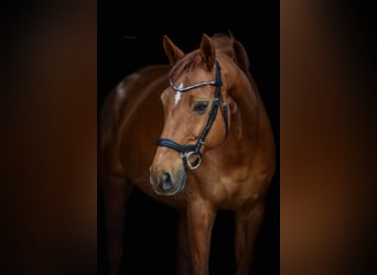 Deutsches Sportpferd, Stute, 12 Jahre, 165 cm, Fuchs