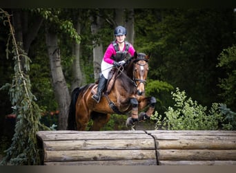 Deutsches Sportpferd, Stute, 12 Jahre, 166 cm, Dunkelbrauner