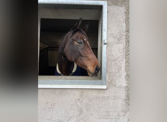 Deutsches Sportpferd, Stute, 12 Jahre, 167 cm, Brauner
