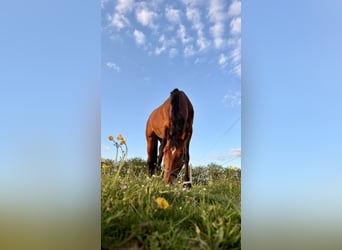 Deutsches Sportpferd, Stute, 12 Jahre, 168 cm, Dunkelbrauner