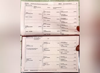 Deutsches Sportpferd, Stute, 12 Jahre, 168 cm, Schwarzbrauner
