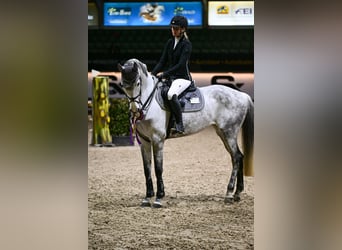 Deutsches Sportpferd, Stute, 12 Jahre, 169 cm, Apfelschimmel