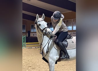 Deutsches Sportpferd, Stute, 12 Jahre, 169 cm, Apfelschimmel