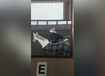 Deutsches Sportpferd, Stute, 12 Jahre, 169 cm, Apfelschimmel