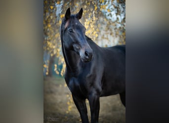 Deutsches Sportpferd, Stute, 12 Jahre, 169 cm, Dunkelbrauner