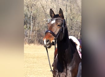 Deutsches Sportpferd, Stute, 12 Jahre, 169 cm, Dunkelbrauner