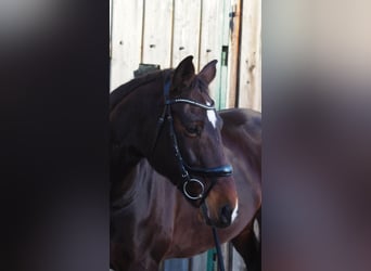 Deutsches Sportpferd, Stute, 12 Jahre, 169 cm, Dunkelbrauner