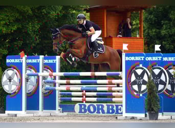 Deutsches Sportpferd, Stute, 12 Jahre, 170 cm, Brauner