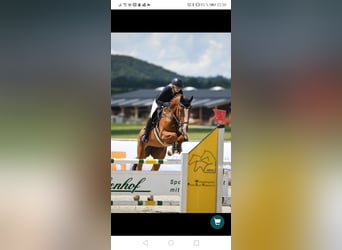 Deutsches Sportpferd, Stute, 12 Jahre, 170 cm, Fuchs