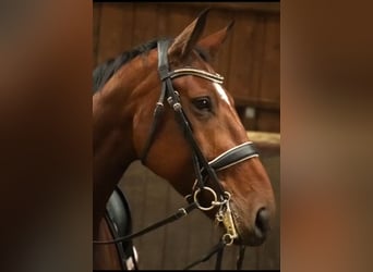 Deutsches Sportpferd, Stute, 12 Jahre, 172 cm, Brauner