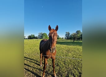 Deutsches Sportpferd, Stute, 12 Jahre, 172 cm, Dunkelfuchs