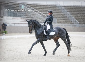 Deutsches Sportpferd, Stute, 12 Jahre, 172 cm, Rotbrauner