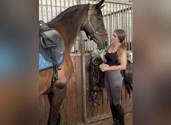 Deutsches Sportpferd, Stute, 12 Jahre, 173 cm, Brauner
