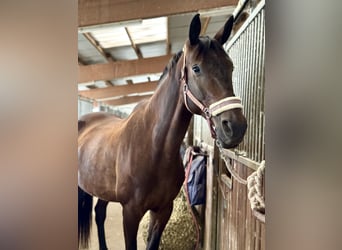 Deutsches Sportpferd, Stute, 12 Jahre, 173 cm, Brauner
